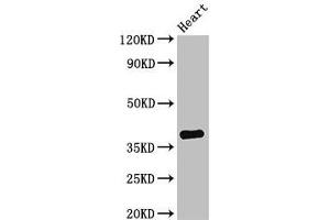 Western Blot Positive WB detected in: Mouse heart tissue All lanes: TNMD antibody at 2. (TNMD antibody  (AA 131-254))