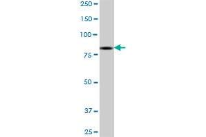 DLG4 MaxPab polyclonal antibody. (DLG4 antibody  (AA 1-767))