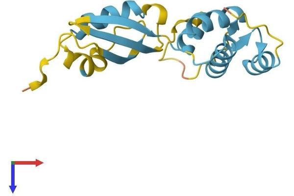 RPL12 Protein (AA 1-165) (His tag)