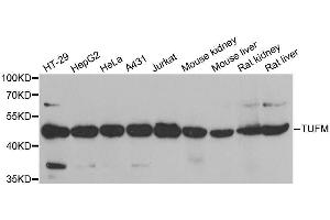 Western blot analysis of extracts of various cell lines, using TUFM antibody. (TUFM antibody  (AA 186-455))