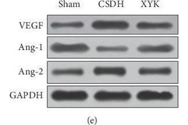 VEGFA antibody  (AA 27-190)