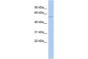 WB Suggested Anti-DMRT2 Antibody Titration: 0. (DMRT2 antibody  (N-Term))