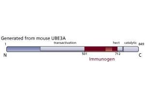 Image no. 1 for anti-Ubiquitin Protein Ligase E3A (ube3a) (AA 501-712) antibody (ABIN968525) (ube3a antibody  (AA 501-712))