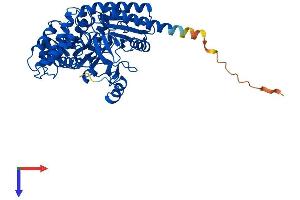 AlphaFold protein structure predicition of Mouse Recombinant Phykpl Protein, UniprotID Q8R1K4 (AGXT2L2 Protein (AA 1-467) (His tag))