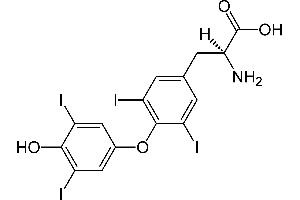 Image no. 3 for Thyroxine T4 (T4) ELISA Kit (ABIN2866582)