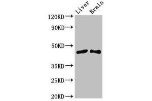 Western Blot Positive WB detected in: Mouse liver tissue, Mouse brain tissue All lanes: SIRT3 antibody at 3. (SIRT3 antibody  (AA 20-130))