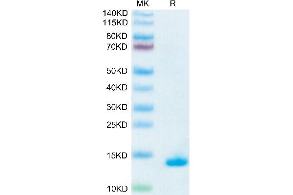 TGFB1 Protein