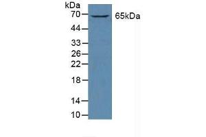 Detection of GATA2 in Human K562 Cells using Polyclonal Antibody to GATA Binding Protein 2 (GATA2) (GATA2 antibody  (AA 175-480))