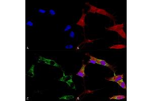 Immunocytochemistry/Immunofluorescence analysis using Mouse Anti-Protocadherin Gamma (pan) Monoclonal Antibody, Clone S159-5 (ABIN1741191). (Protocadherin gamma antibody  (AA 808-931) (FITC))