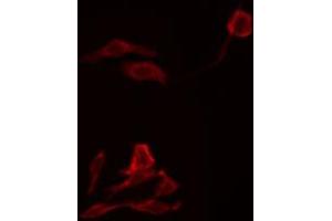 ABIN6269249 staining RAW264. (STAT5A antibody)