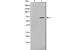 Western blot analysis on HeLa cell lysate using PHF1 Antibody.
