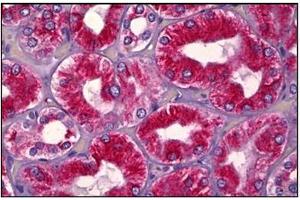 Human Kidney, Tubules: Formalin-Fixed, Paraffin-Embedded (FFPE) (UBA5 antibody  (C-Term))