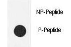 Dot Blot (DB) image for anti-Nitric Oxide Synthase 3 (Endothelial Cell) (NOS3) (pSer1177) antibody (ABIN3032005)