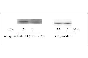 MEK1 ELISA Kit