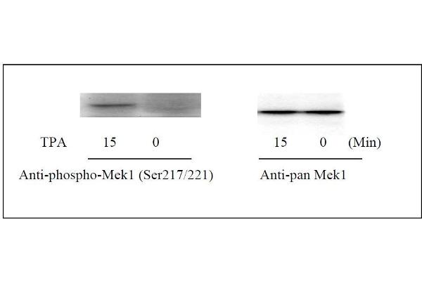 MEK1 ELISA Kit