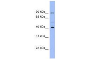 Image no. 1 for anti-Potassium Inwardly-Rectifying Channel, Subfamily J, Member 9 (KCNJ9) (AA 287-336) antibody (ABIN6741635)