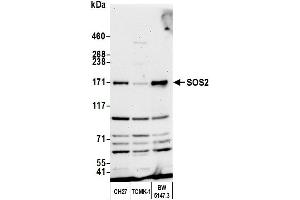 Western Blotting (WB) image for anti-Son of Sevenless Homolog 2 (SOS2) (AA 1282-1332) antibody (ABIN7450757) (SOS2 antibody  (AA 1282-1332))