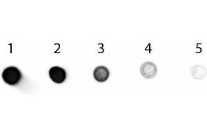 Dot Blot of Donkey anti-Goat IgG Antibody Alkaline Phosphatase Conjugated. (Donkey anti-Goat IgG (Heavy & Light Chain) Antibody (Alkaline Phosphatase (AP)) - Preadsorbed)