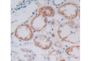 Used in DAB staining on fromalin fixed paraffin- embedded Kidney tissue (GFM1 antibody  (AA 1-158))