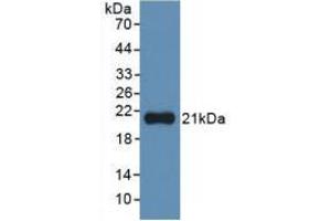 Western Blot; Sample: Recombinant IL1a, Human. (IL1A antibody  (AA 113-271))