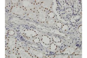 Immunoperoxidase of monoclonal antibody to SF3B2 on formalin-fixed paraffin-embedded human kidney. (SF3B2 antibody  (AA 592-645))