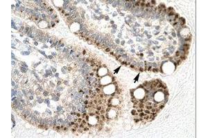Image no. 1 for anti-Zfp-1 (AA 122-171) antibody (ABIN6735787) (Zfp-1 antibody  (AA 122-171))