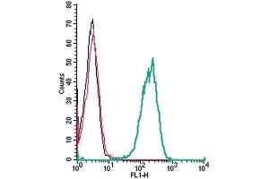 Cell surface detection of TSH Receptor by indirect flow cytometry in live intact human THP-1 monocytic leukemia cells: (black line) Cells. (TSH receptor antibody  (Extracellular, N-Term))