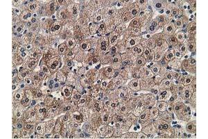Immunohistochemical staining of paraffin-embedded Human liver tissue using anti-FLYWCH2 mouse monoclonal antibody. (FLYWCH2 antibody)