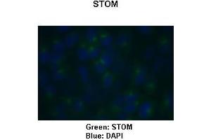Sample Type: HeLa cells Primary Antibody Dilution: 1:150Secondary Antibody: Goat anti-rabbit-Alexa Fluor 488  Secondary Antibody Dilution: 1:500Color/Signal Descriptions: Green: STOMBlue: DAPI  Gene Name: STOM Submitted by: COCOLA Cinzia, Stem Cell Biology and Cancer Research Unit (Stomatin antibody  (C-Term))