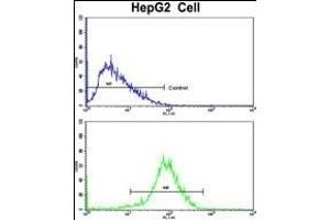 Flow cytometric analysis of HepG2 cells using HPD Antibody (N-term)(bottom histogram) compared to a negative control cell (top histogram). (HPD antibody  (N-Term))