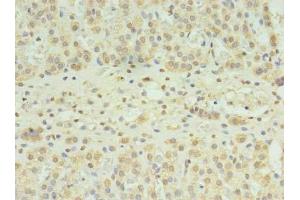 Immunohistochemistry of paraffin-embedded human adrenal gland tissue using ABIN7170152 at dilution of 1:100