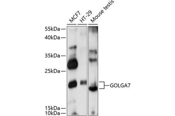 Golgin A7 antibody  (AA 1-134)