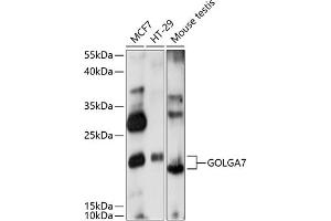 Western blot analysis of extracts of various cell lines, using GOLG antibody (ABIN7267497) at 1:1000 dilution. (Golgin A7 antibody  (AA 1-134))