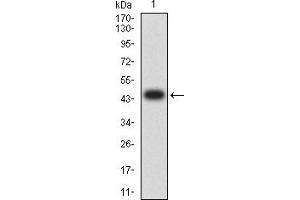 Western blot analysis using AUP1 mAb against human AUP1 (AA: 229-410) recombinant protein.