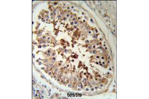 SERPINH1 Antibody (RB18952) IHC analysis in formalin fixed and paraffin embedded human testis tissue followed by peroxidase conjugation of the secondary antibody and DAB staining. (SERPINH1 antibody  (AA 169-196))