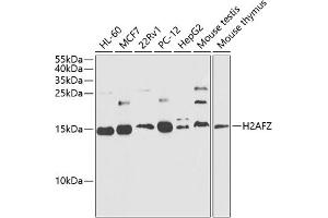 Western blot analysis of extracts of various cell lines, using Histone H2A. (Histone H2A antibody  (AA 1-128))