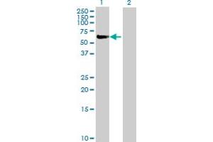 Western Blot analysis of FANCC expression in transfected 293T cell line by FANCC MaxPab polyclonal antibody. (FANCC antibody  (AA 1-558))