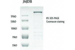 Recombinant JMJD1B / KDM3B protein gel.