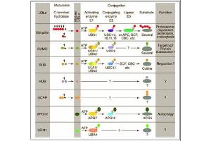 Conjugation pathways for ubiquitin and ubiquitin-like modifiers (UBLs). (Cullin 3 antibody  (N-Term))