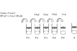 This picture shows the preparation of the positive control. (PTK2B ELISA Kit)