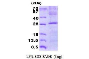 Image no. 1 for Golgi SNAP Receptor Complex Member 2 (GOSR2) protein (His tag) (ABIN1098790)