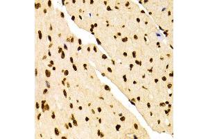Immunohistochemistry of paraffin-embedded Mouse heart using DiMethyl-Histone H3-K27 antibody. (Histone 3 antibody  (H3K27me))