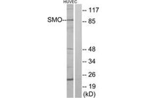 Western blot analysis of extracts from HuvEc cells, using SMO Antibody. (SMO antibody  (AA 68-117))
