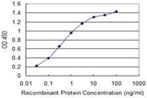 Detection limit for recombinant GST tagged HBXIP is 0. (HBXIP antibody  (AA 83-173))