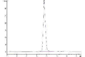 The purity of Mouse CD55 is greater than 95 % as determined by SEC-HPLC. (CD55 Protein (AA 35-362) (His tag))