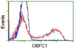 HEK293T cells transfected with either RC200778 overexpress plasmid (Red) or empty vector control plasmid (Blue) were immunostained by anti-OBFC1 antibody (ABIN2454825), and then analyzed by flow cytometry. (OBFC1 antibody)