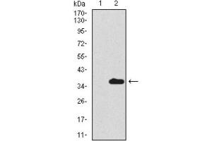 Western Blotting (WB) image for anti-Secretoglobin, Family 1A, Member 1 (Uteroglobin) (SCGB1A1) (AA 26-91) antibody (ABIN1846068)