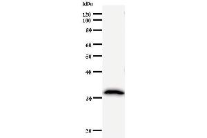 Western Blotting (WB) image for anti-Ubiquitin-Conjugating Enzyme E2K (UBE2K) antibody (ABIN931030) (UBE2K antibody)