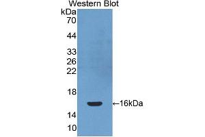 Figure. (PDGFC antibody  (AA 235-345))