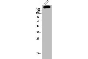 GRLF1 抗体  (pTyr1087)